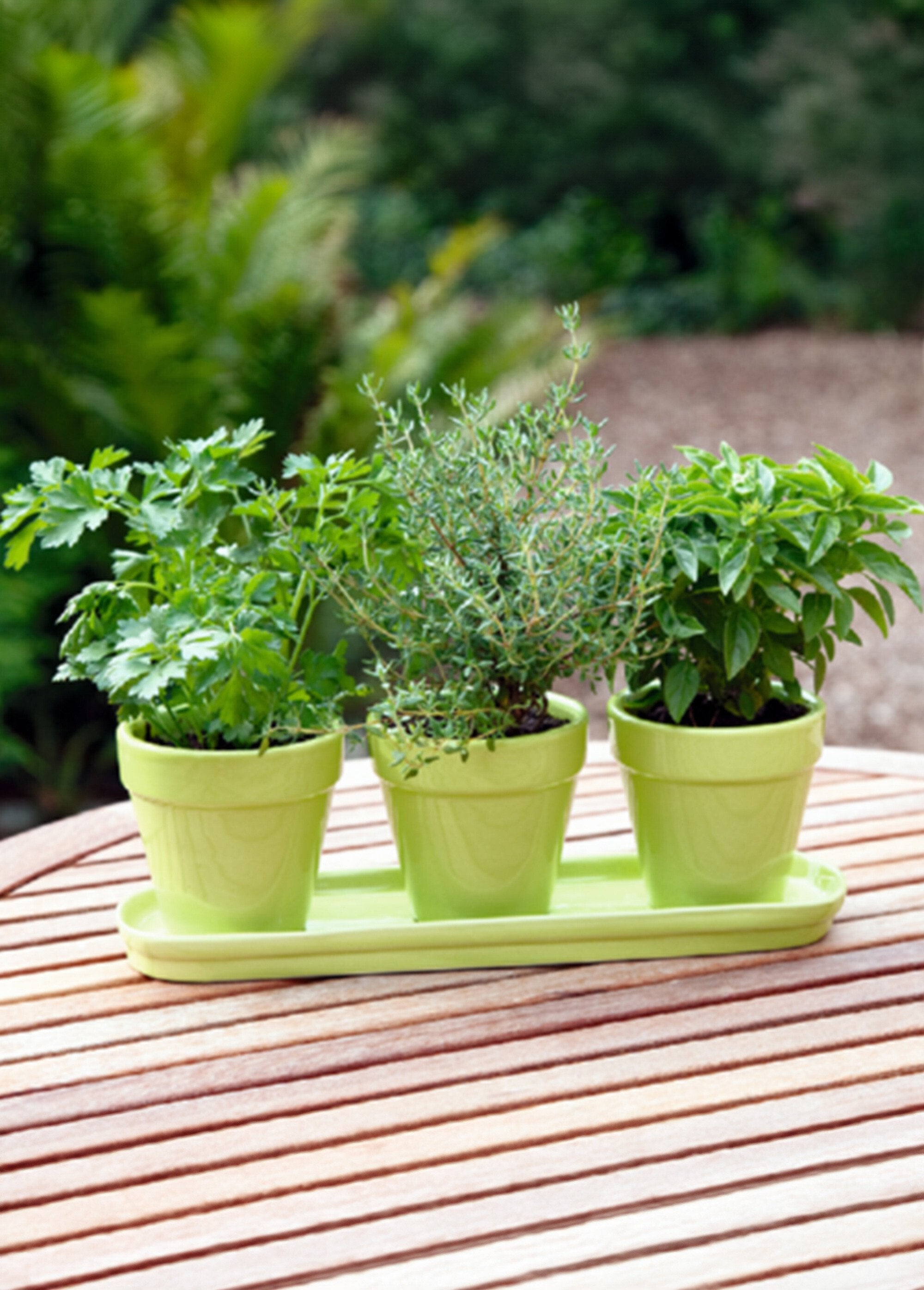 Set_of_3_pots_of_basil,_parsley_and_thyme_seedlings_Green_FA1_slim